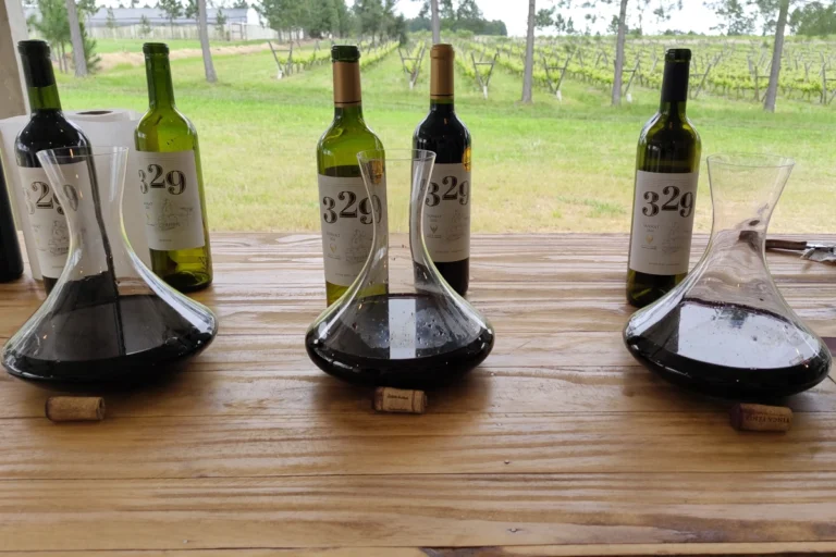 Descubre el placer de la cata vertical de vinos en Finca Fénix Descubre el placer de la cata vertical de vinos en Finca Fénix