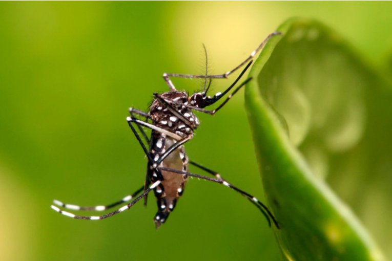 Concordia Inicia Monitoreo del Mosquito Aedes Aegypti para Combatir el Dengue Concordia Inicia Monitoreo del Mosquito Aedes Aegypti para Combatir el Dengue