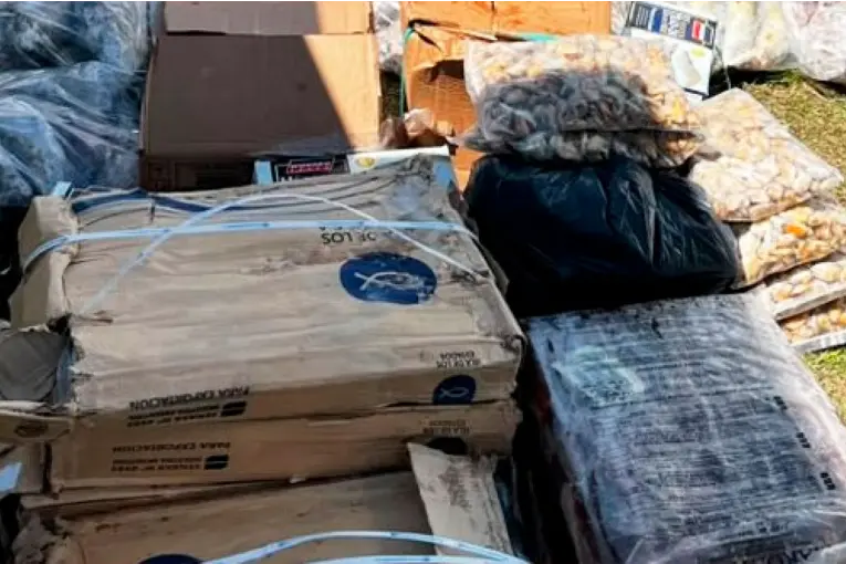 Intervención de SENASA: Se incautan 200 kilos de pescados y mariscos sin documentación Intervención de SENASA: Se incautan 200 kilos de pescados y mariscos sin documentación