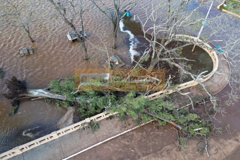 Un eucalipto colapsa en la costanera de Concordia tras las tormentas Un eucalipto colapsa en la costanera de Concordia tras las tormentas
