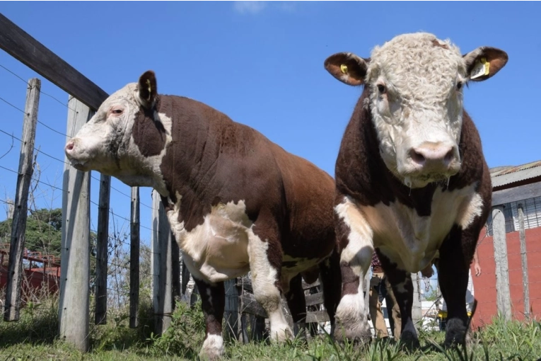 Concordia se queda sin Exposición Rural por segundo año consecutivo Concordia se queda sin Exposición Rural por segundo año consecutivo