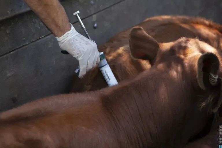 Impacto de los Cambios en la Vacunación Contra Aftosa y Brucelosis en Entre Ríos