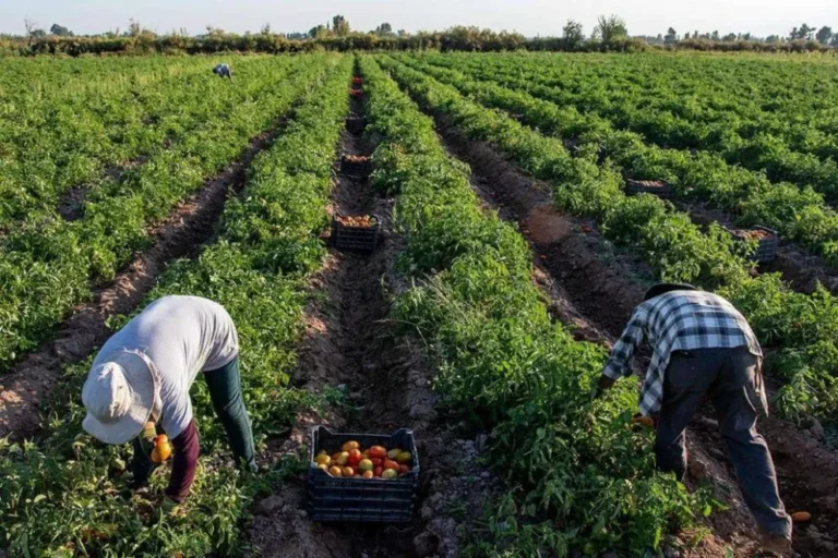 El Rol Fundamental de las Cooperativas Agropecuarias en el Futuro de los Productores