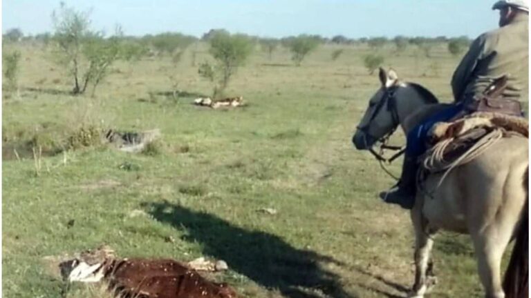 Desaparecen 140 vacas en Chajarí: 78 halladas muertas complican la investigación