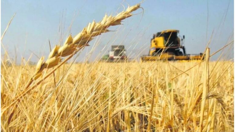 El impacto de El Niño en la agricultura: beneficios y riesgos para los cultivos de Entre Ríos El impacto de El Niño en la agricultura: beneficios y riesgos para los cultivos de Entre Ríos
